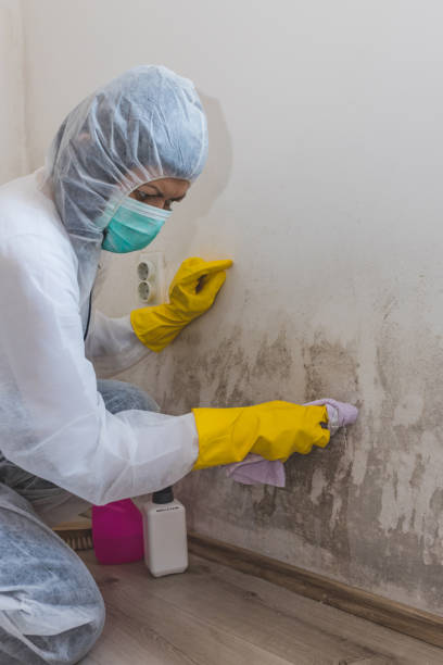 Best Industrial Mold Remediation  in Powell, AL