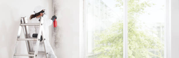 Best Mold Odor Removal Services  in Powell, AL